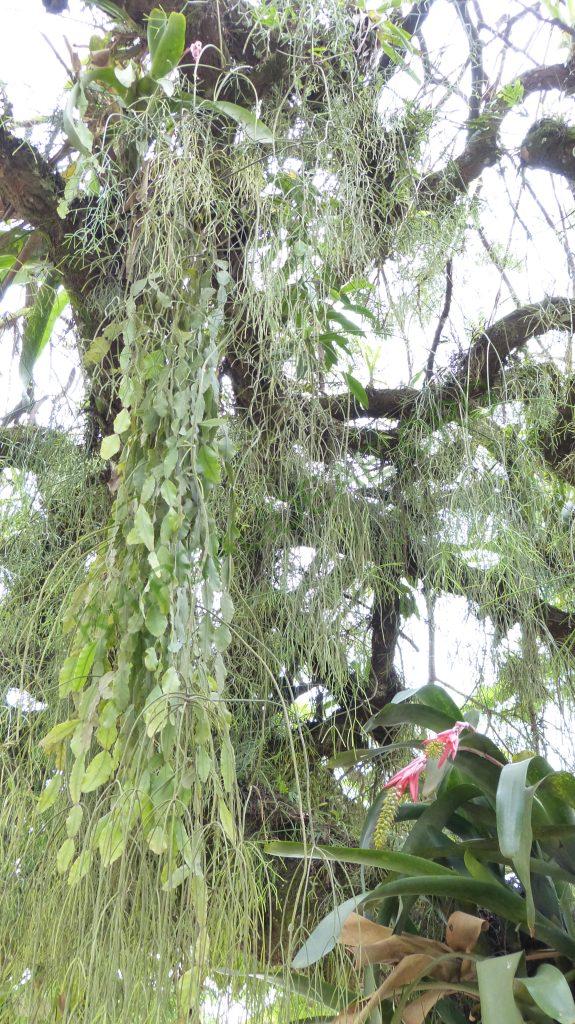 Rhipsalis elliptica, Paraty