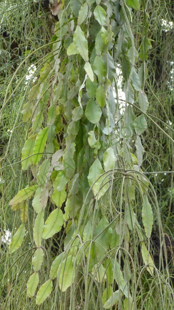 Rhipsalis elliptica, Paraty