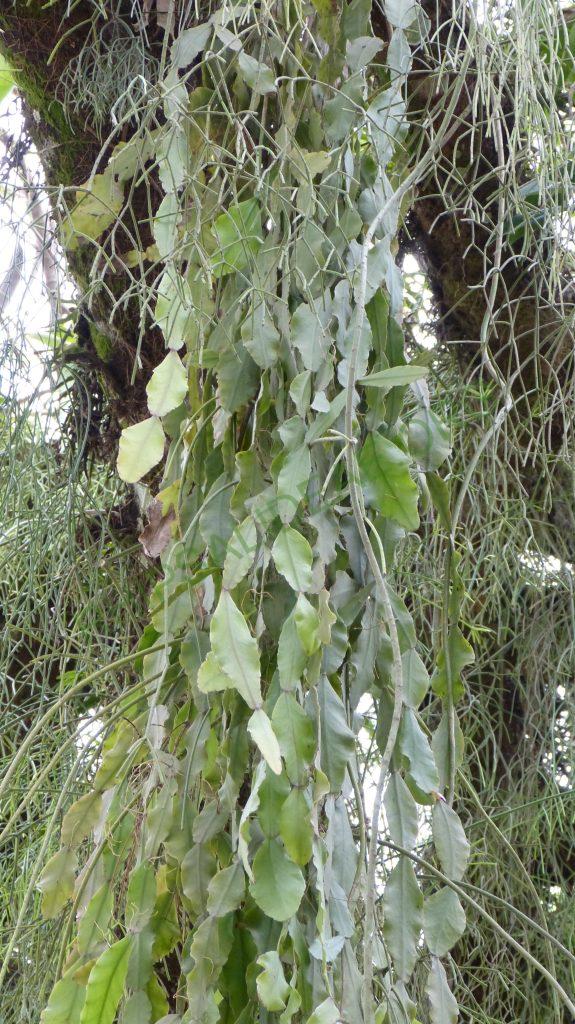 Rhipsalis elliptica, Paraty