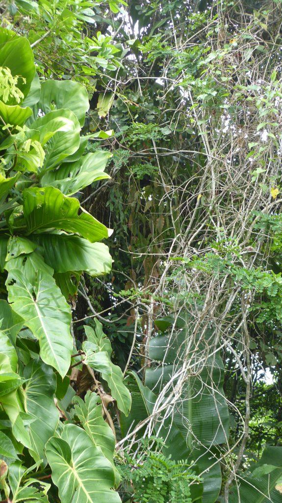 Rhipsalis elliptica, Paraty on the seashore