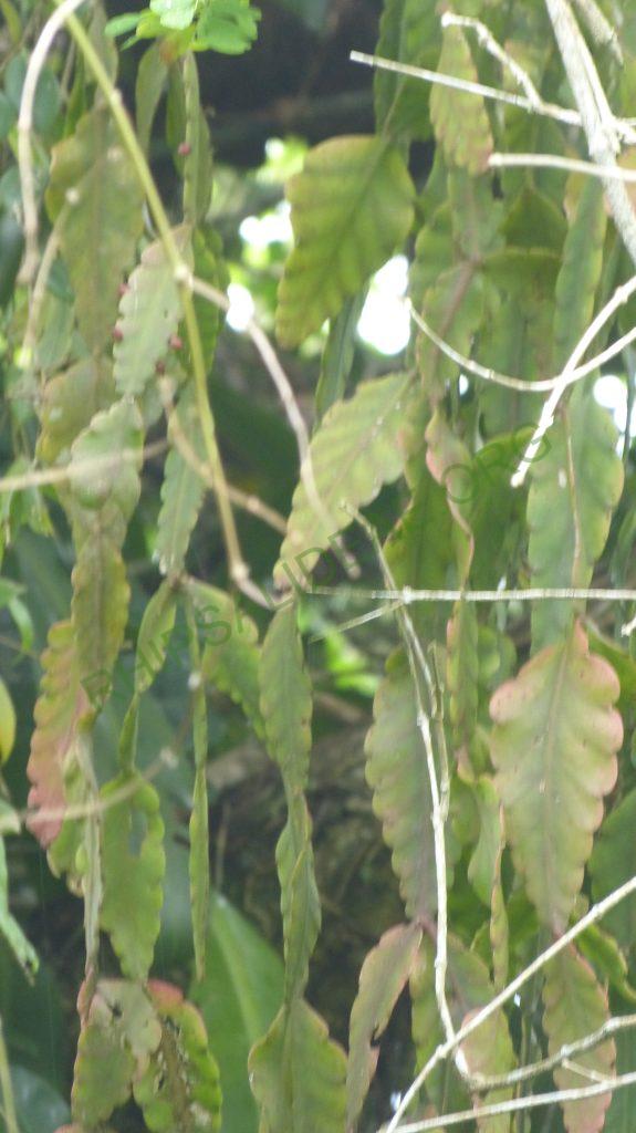 Rhipsalis elliptica, Paraty on the seashore