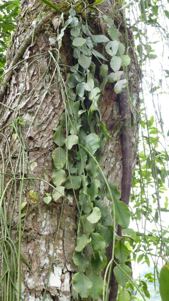 Rhipsalis elliptica, on the road from Paraty