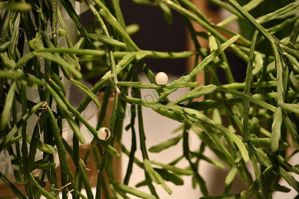 Rhipsalis ewladiana