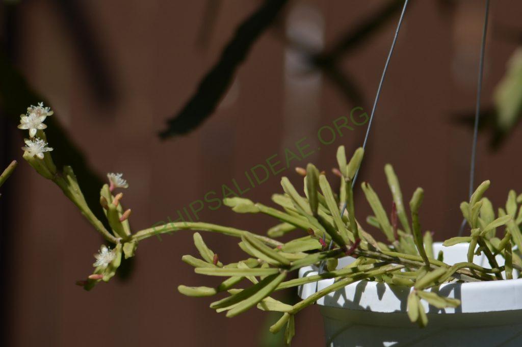 Rhipsalis ewladiana