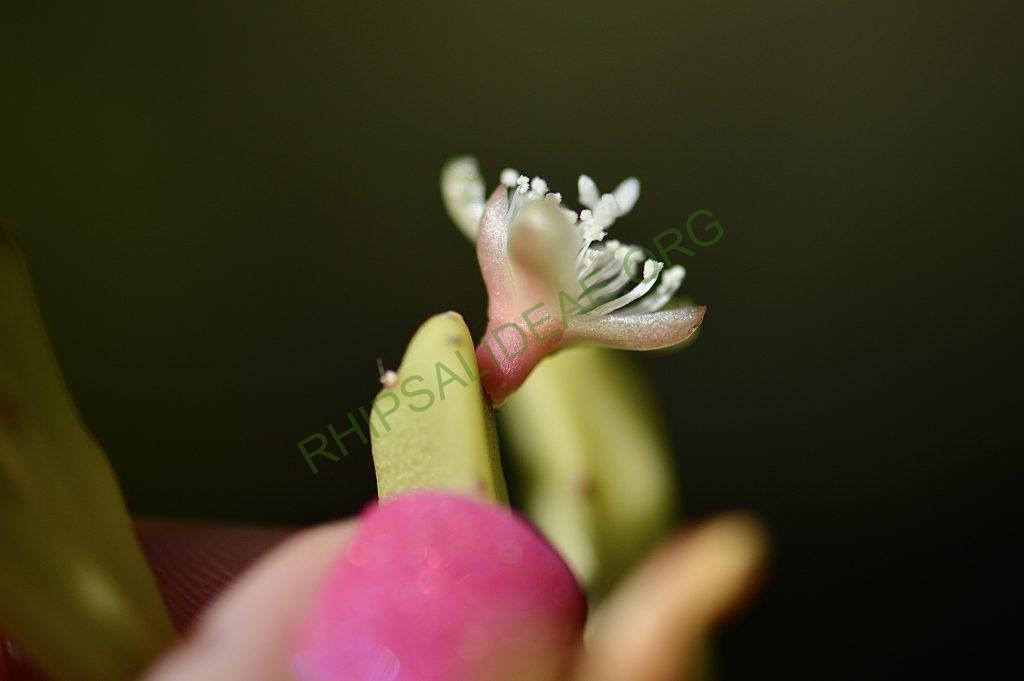 Rhipsalis ewladiana