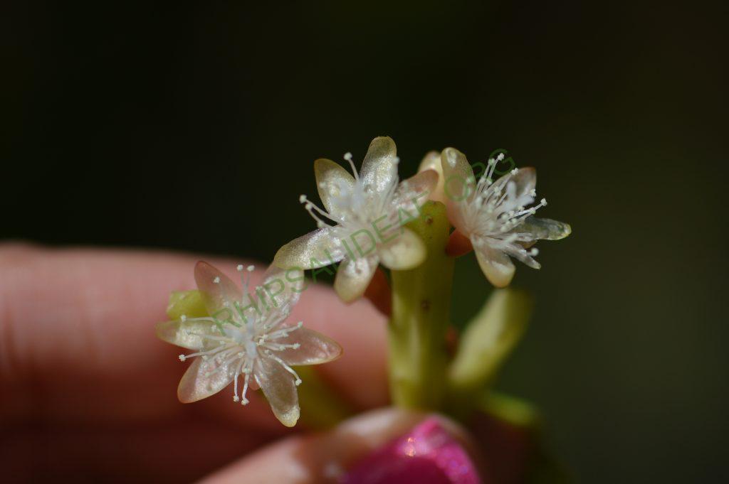 Rhipsalis ewladiana