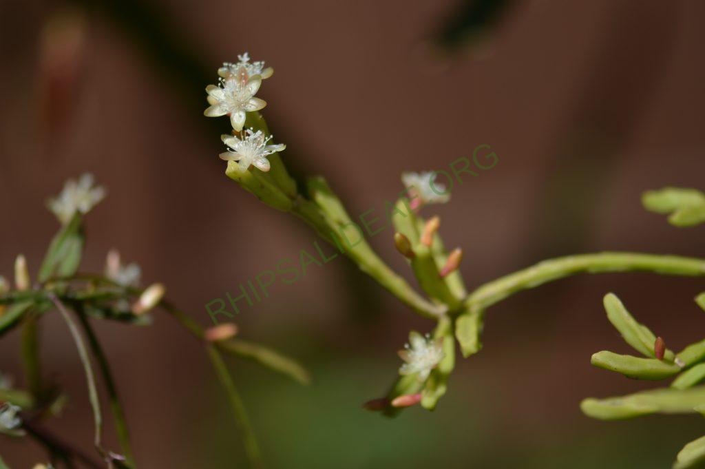 Rhipsalis ewladiana