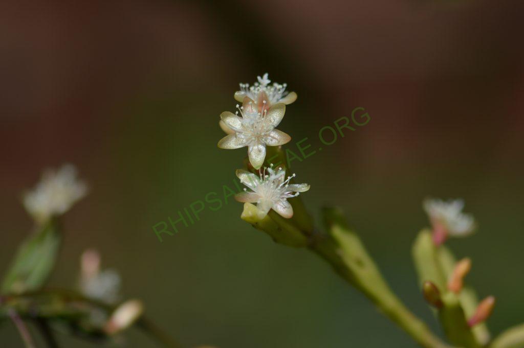 Rhipsalis ewladiana
