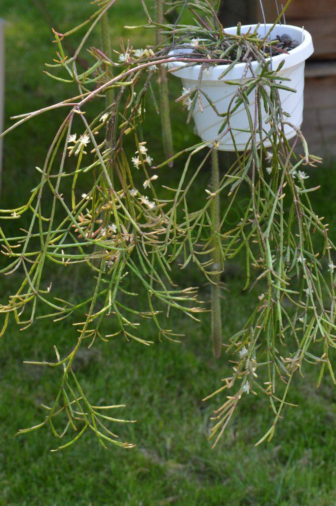 Rhipsalis ewaldiana