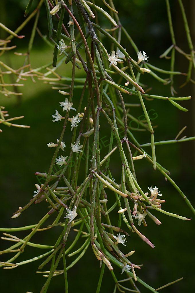 Rhipsalis ewaldiana
