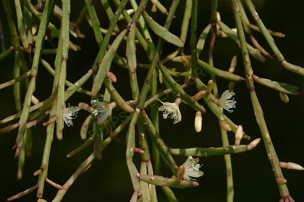 Rhipsalis ewaldiana