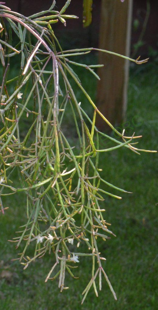 Rhipsalis ewaldiana