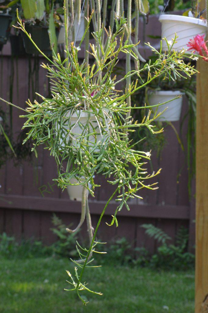 Rhipsalis ewaldiana