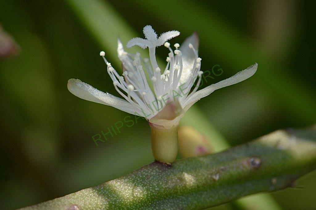 Rhipsalis ewaldiana