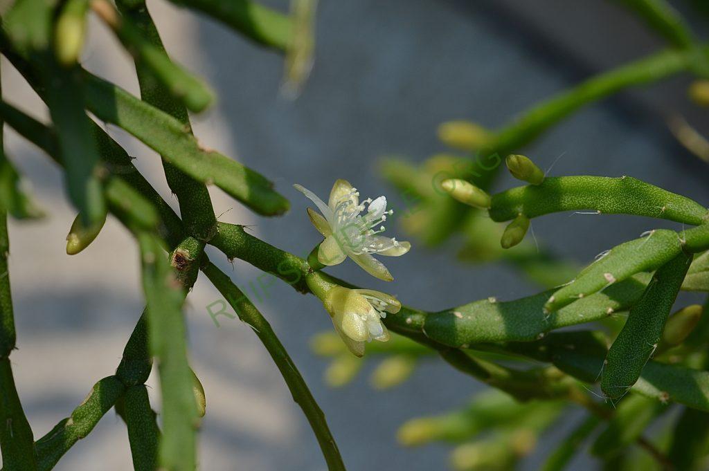 Rhipsalis ewaldiana