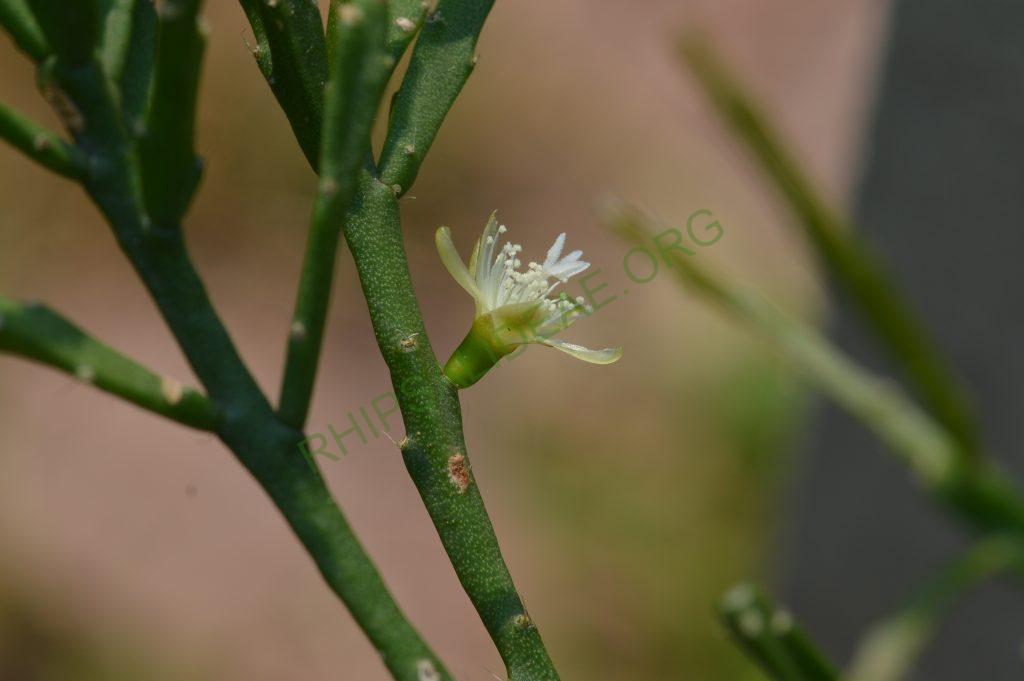 Rhipsalis ewaldiana