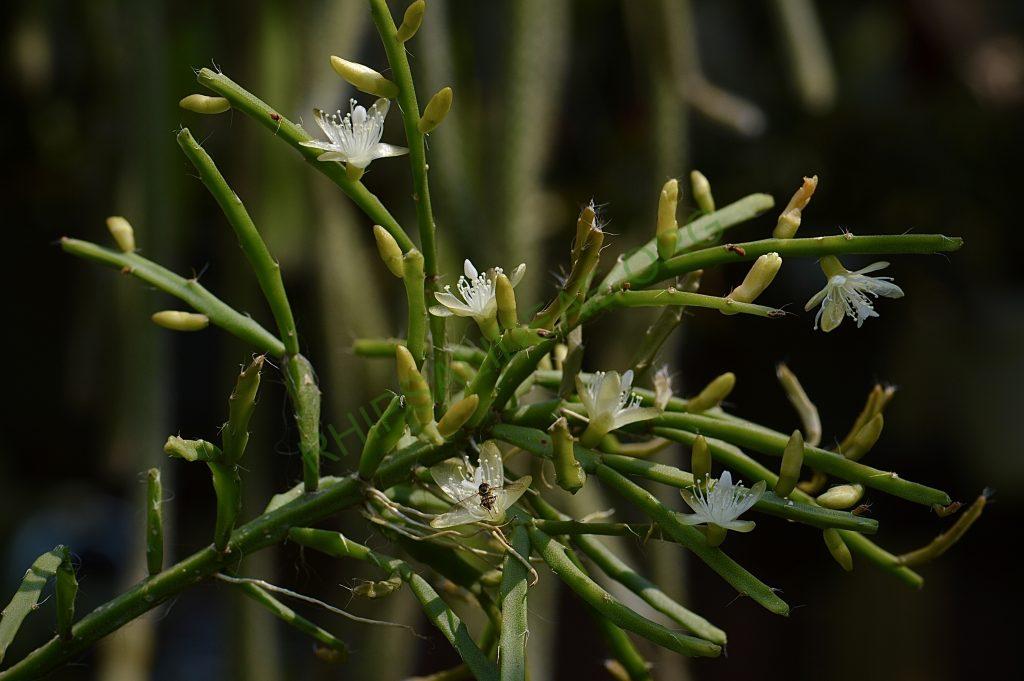 Rhipsalis ewaldiana