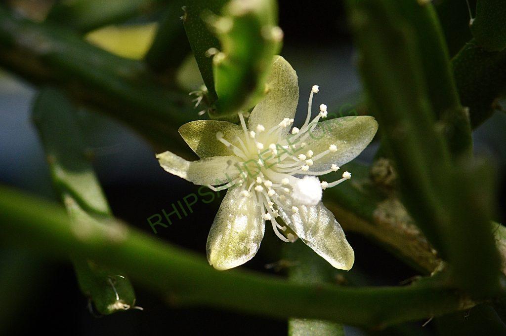 Rhipsalis ewaldiana