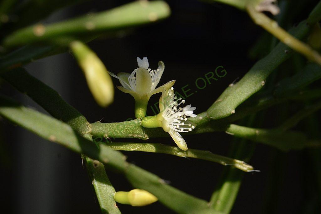 Rhipsalis ewaldiana