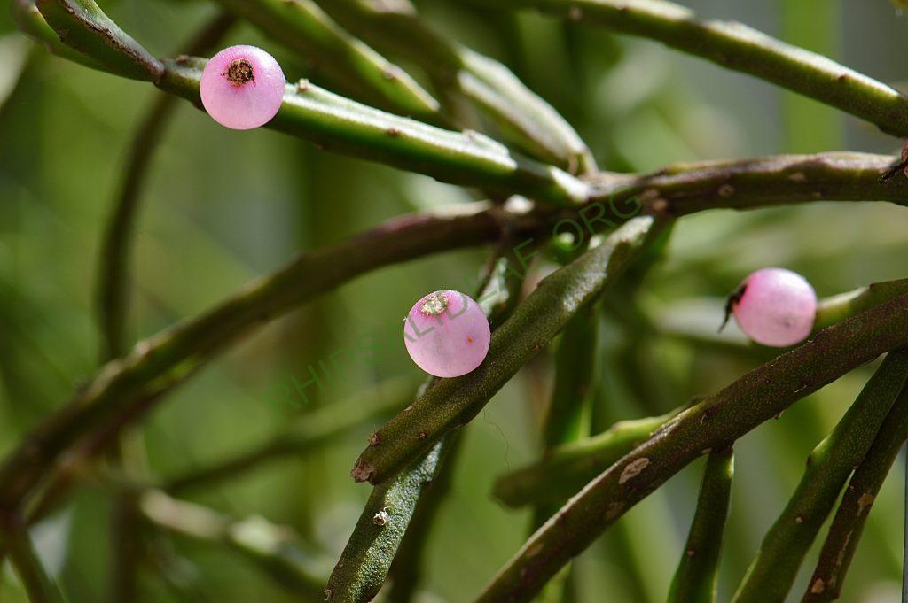 Rhipsalis ewladiana