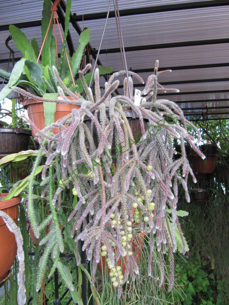 Rhipsalis baccifera subsp. horrida