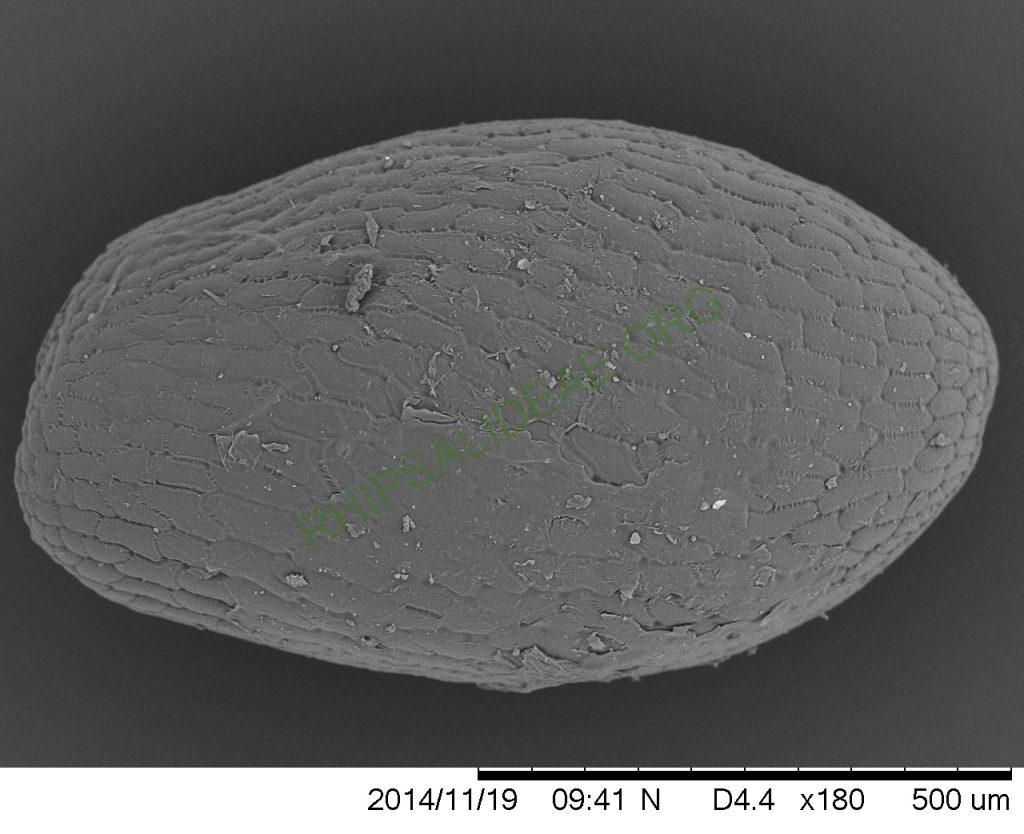 Rhipsalis flagelliformis, GO 457, SEM of seed