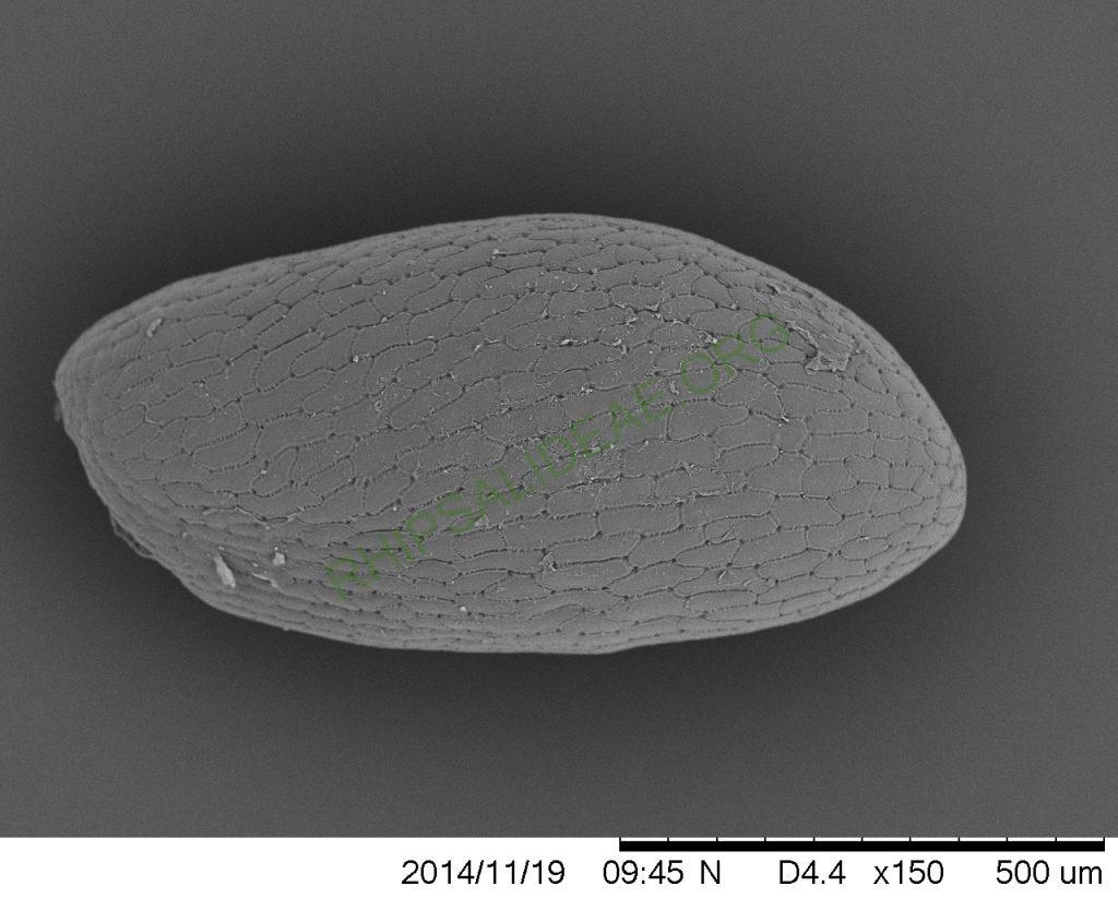 Rhipsalis flagelliformis, GO 457, SEM of seed