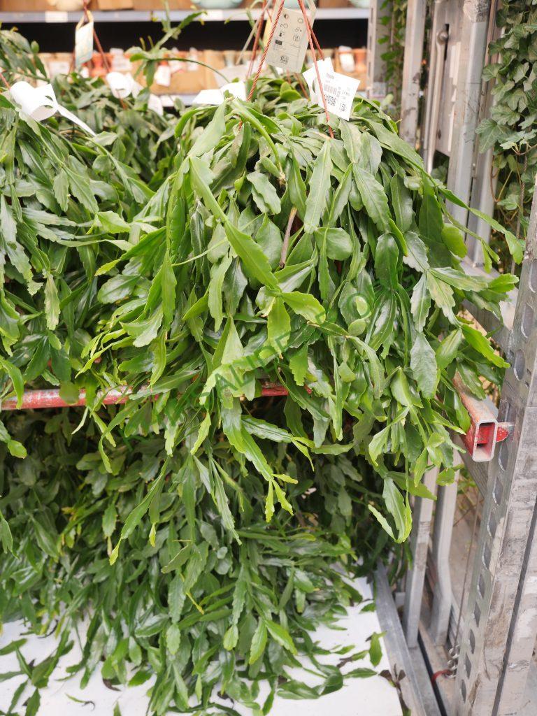 Rhipsalis goebeliana