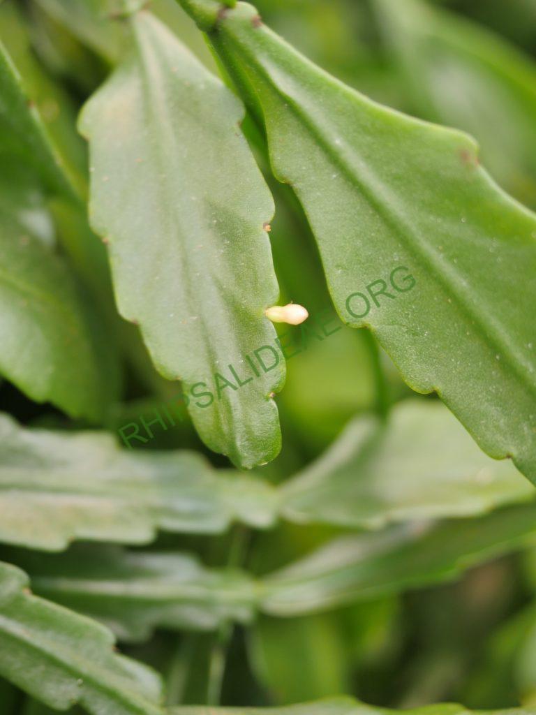 Rhipsalis goebeliana