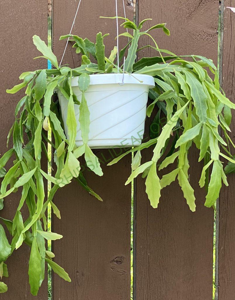 Rhipsalis goebeliana
