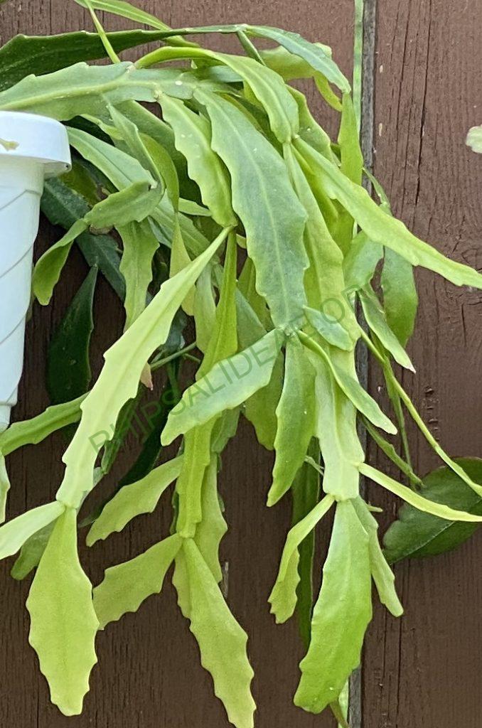 Rhipsalis goebeliana
