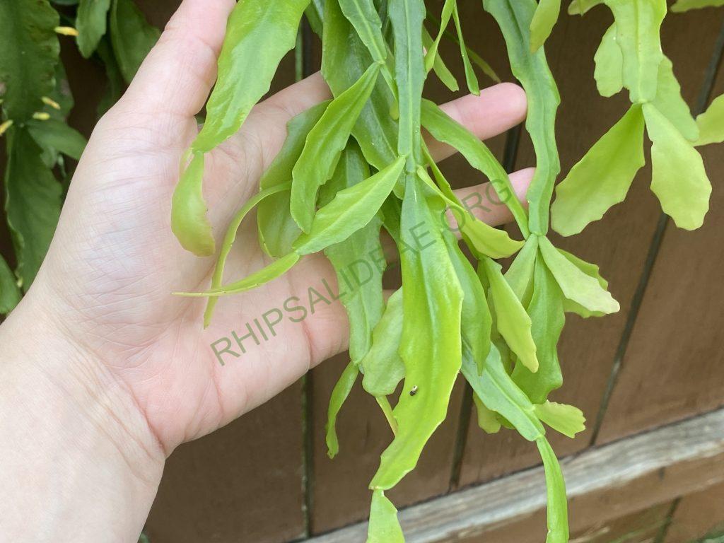 Rhipsalis goebeliana
