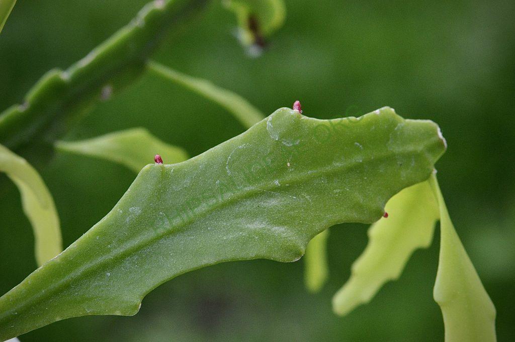 Rhipsalis goebeliana