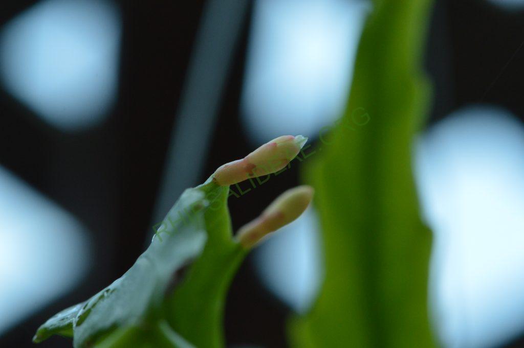 Rhipsalis goebeliana