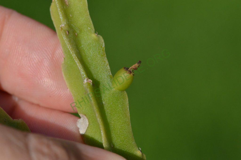 Rhipsalis goebeliana