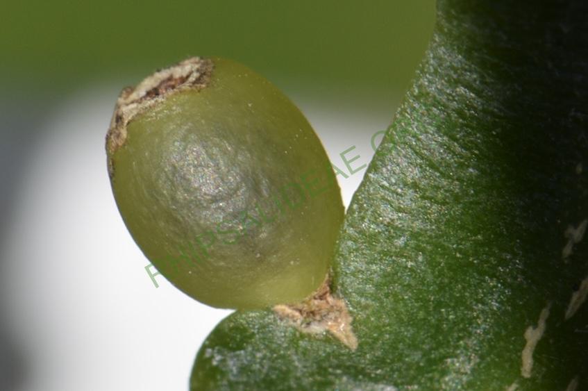 Rhipsalis goebeliana