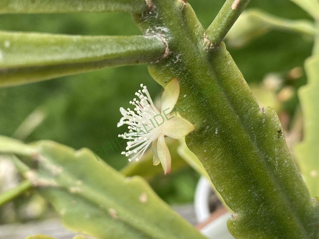 Rhipsalis goebeliana