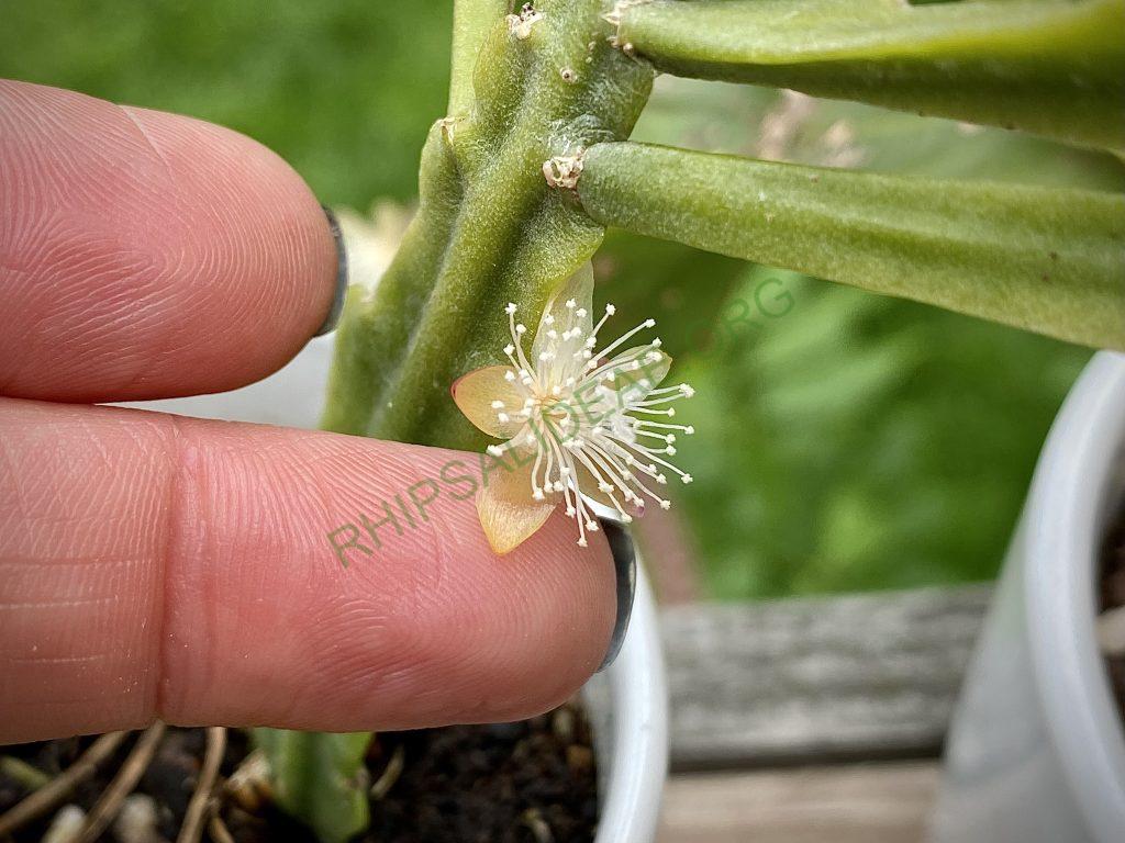 Rhipsalis goebeliana