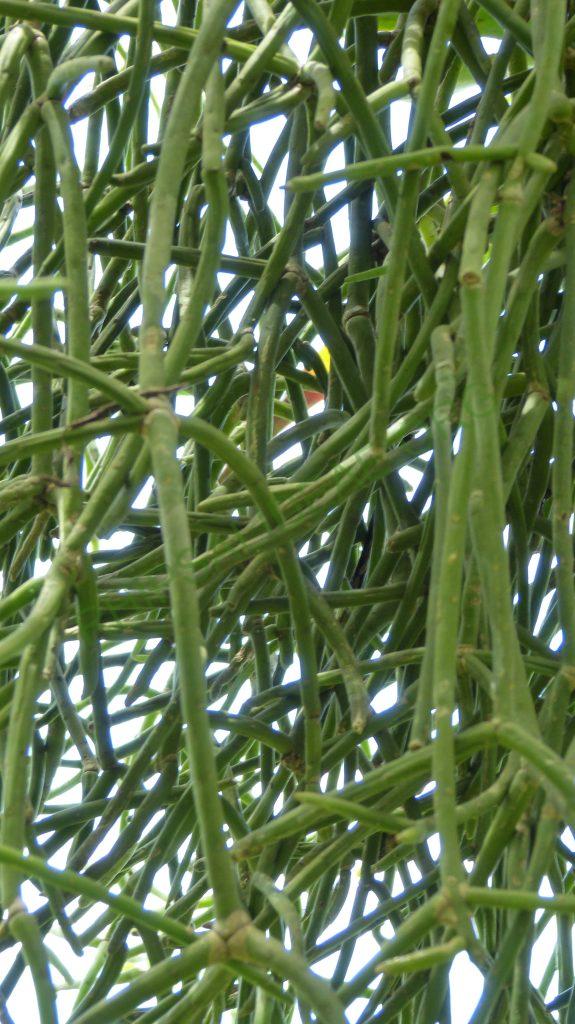 Rhipsalis grandiflora, Bertioga, São Paulo, Brazil