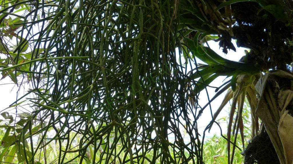 Rhipsalis grandiflora, Bertioga, São Paulo, Brazil