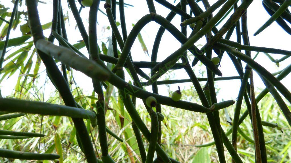 Rhipsalis grandiflora, Bertioga, São Paulo, Brazil