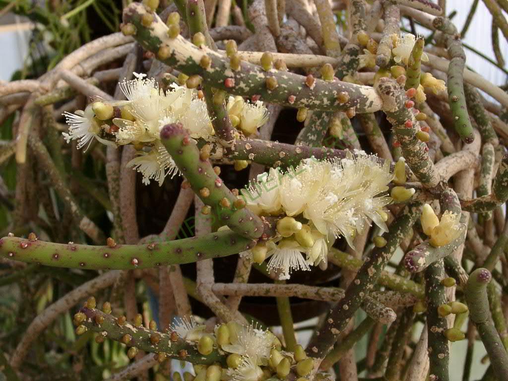 Rhipsalis grandiflora