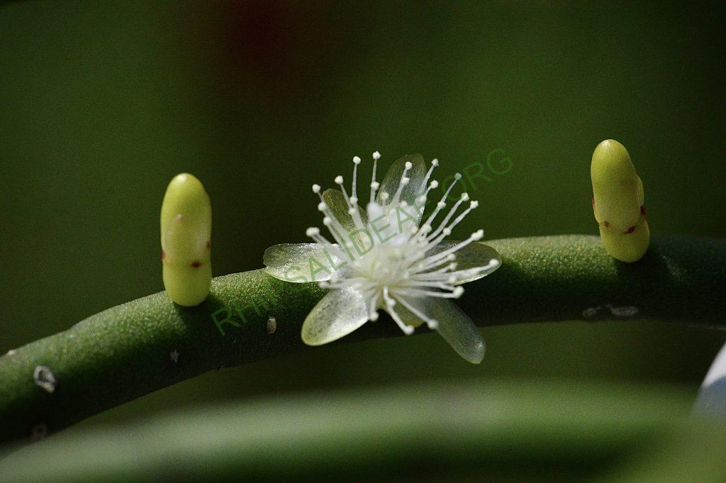Rhipsalis grandiflora