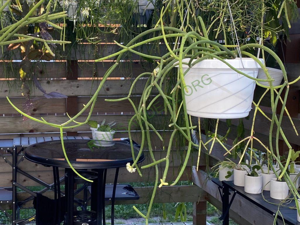 Rhipsalis grandiflora