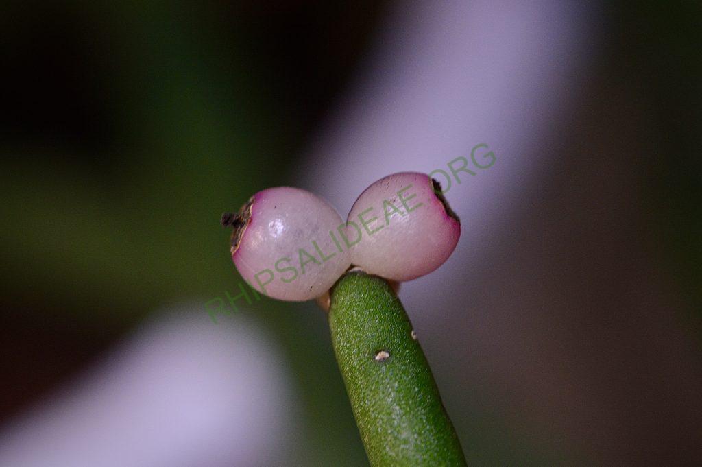 Rhipsalis grandiflora