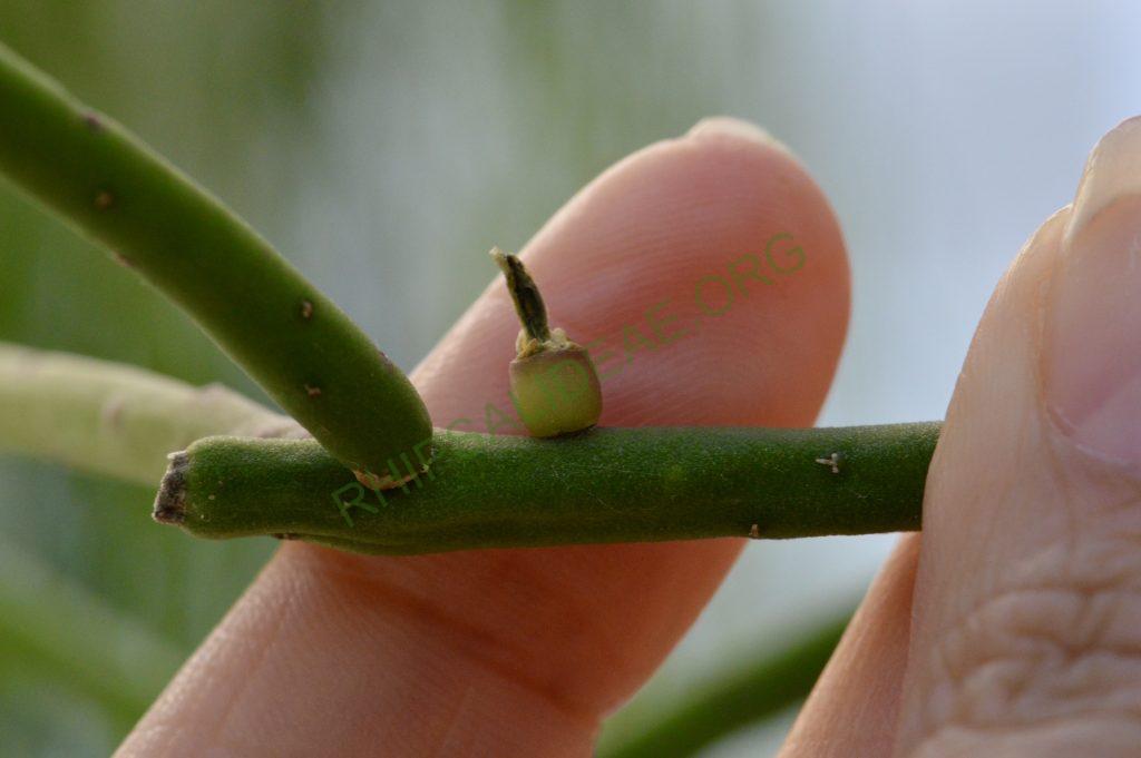 Rhipsalis grandiflora