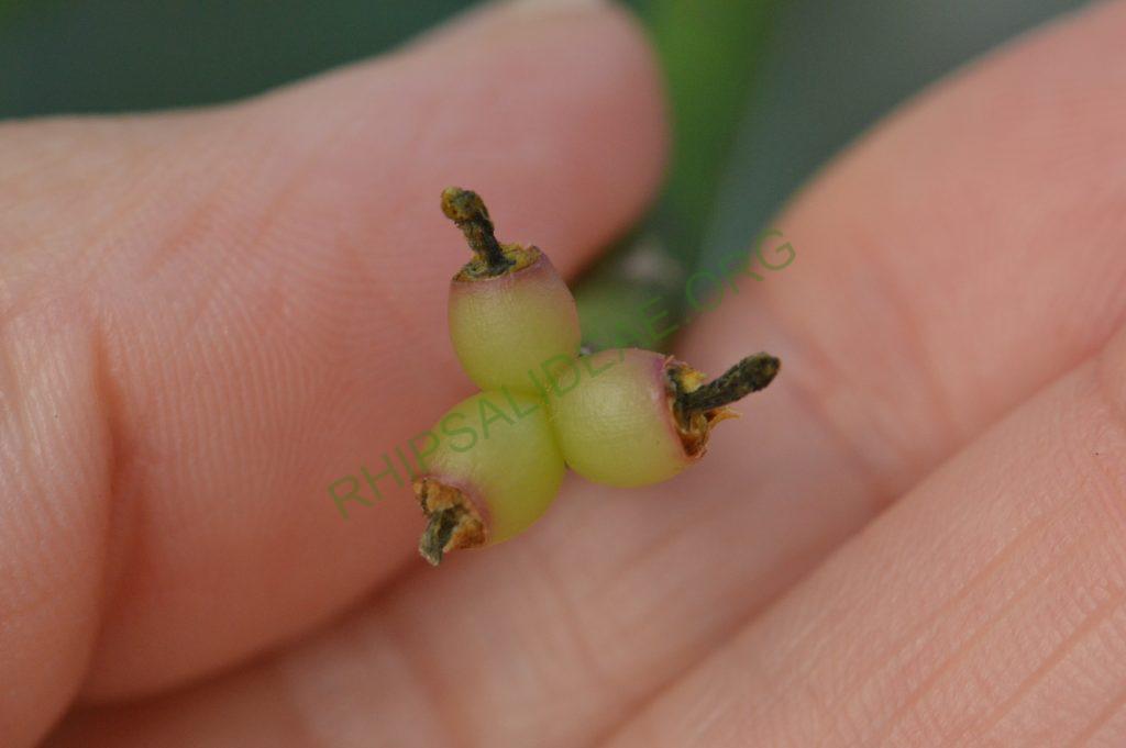 Rhipsalis grandiflora