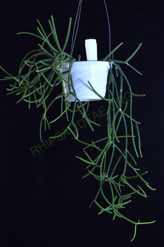 Rhipsalis grandiflora