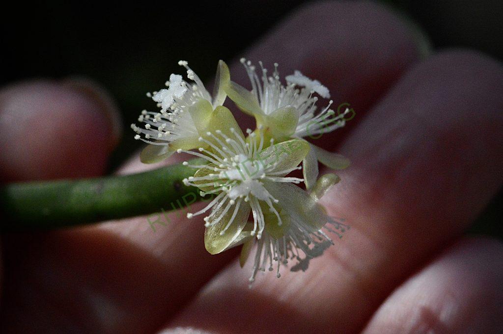 Rhipsalis grandiflora