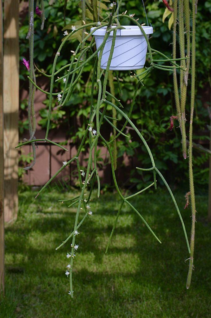 Rhipsalis grandiflora